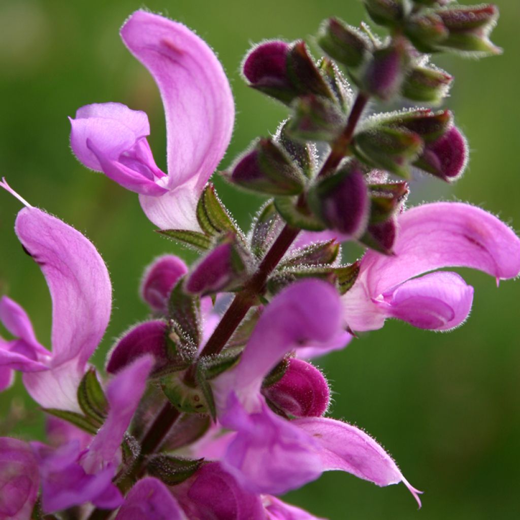 Salvia pratensis Sweet Esmeralda - Wiesensalbei