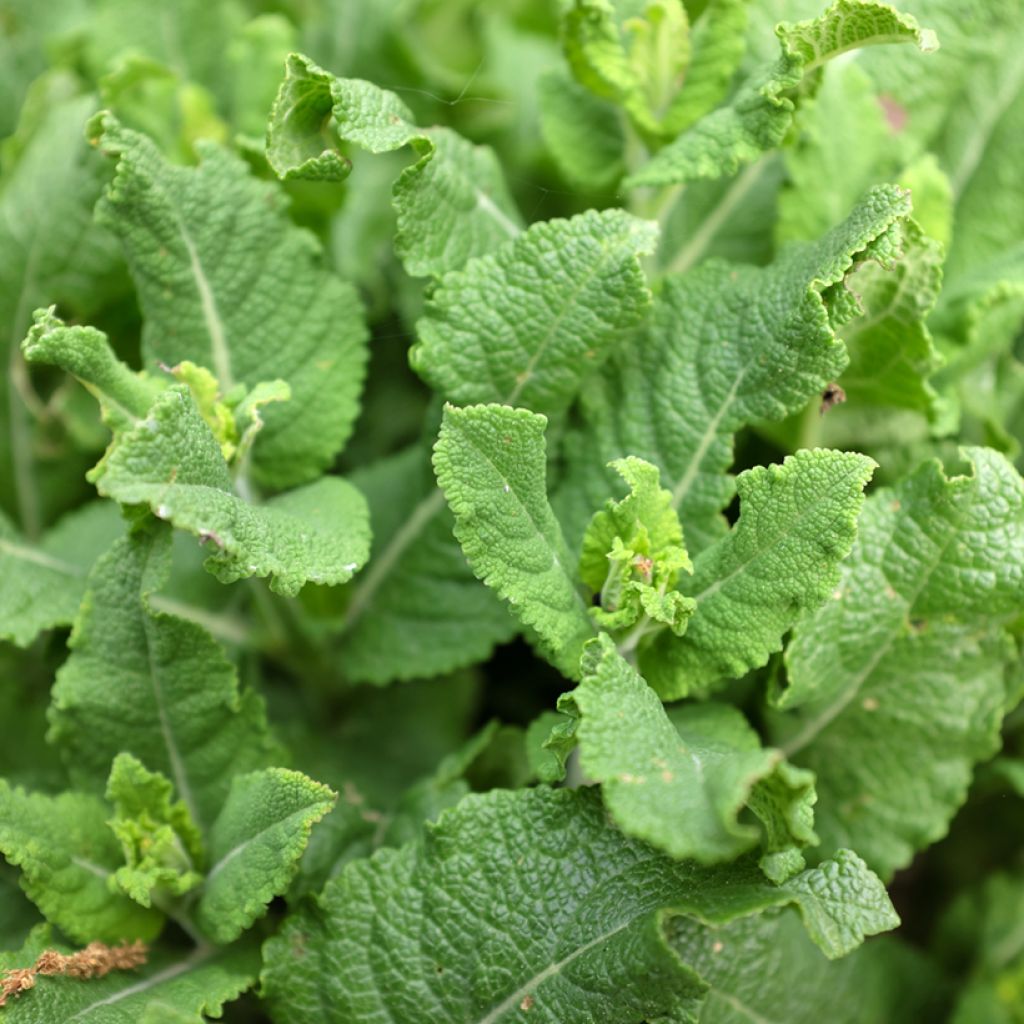 Salvia pratensis Sweet Esmeralda - Wiesensalbei