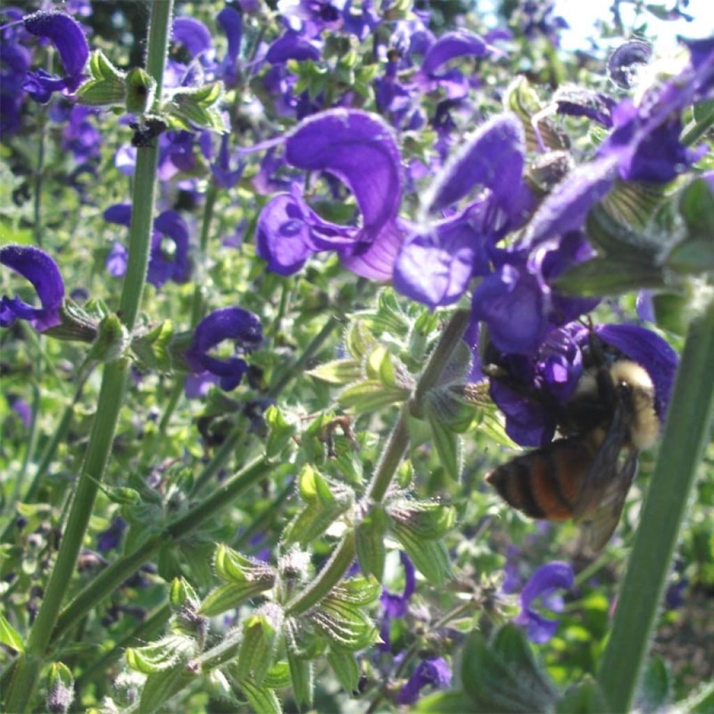 Salvia pratensis Twilight Serenade - Wiesensalbei