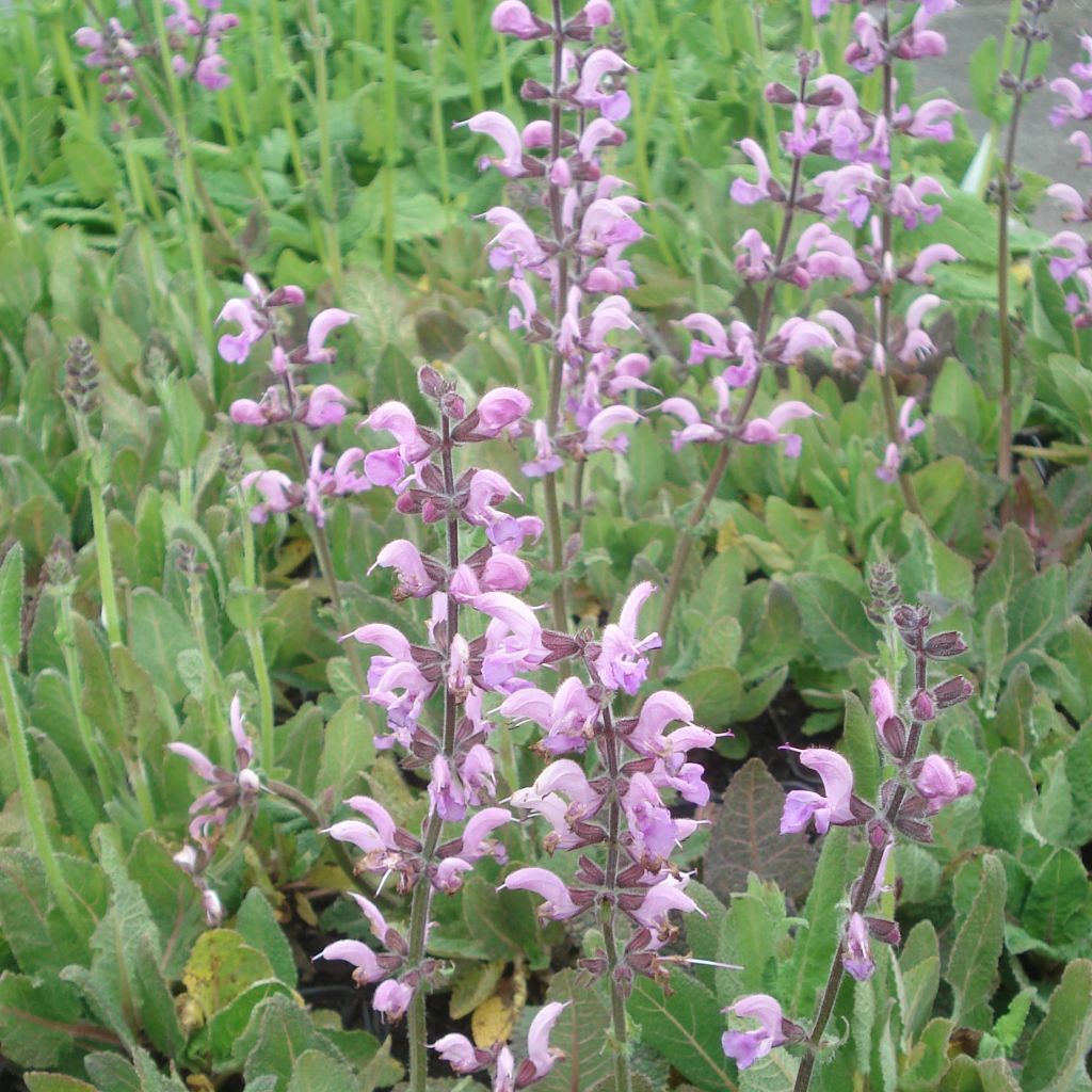 Salvia pratensis Eveline - Wiesensalbei