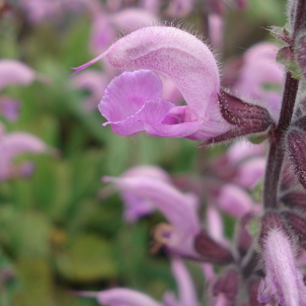 Salvia pratensis Eveline - Wiesensalbei