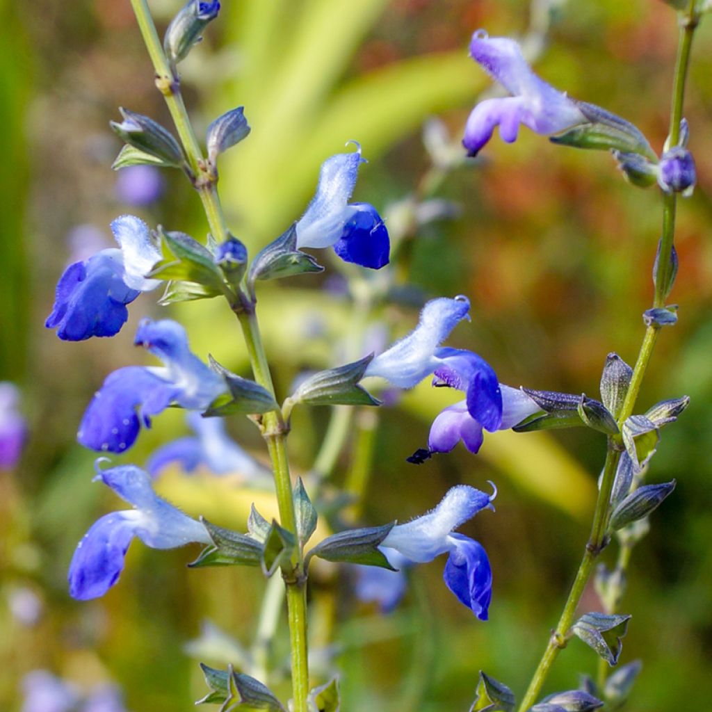 Salvia reptans West Texas form - Afrikanischer Räuchersalbei