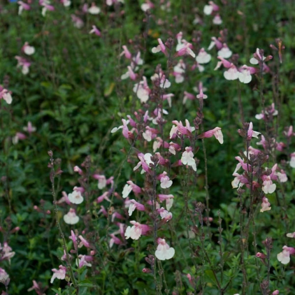 Salvia jamensis Sierra San Antonio