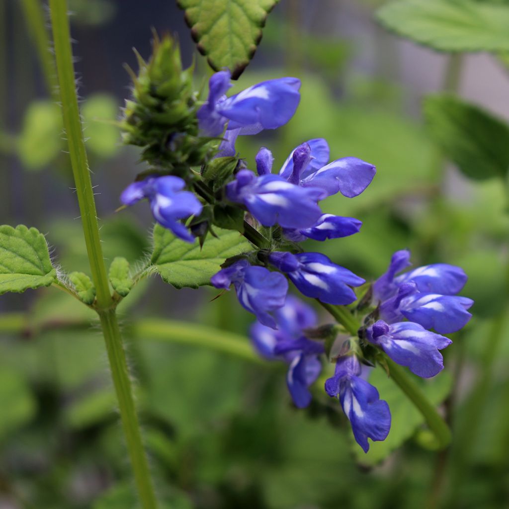 Salvia setulosa - Salbei