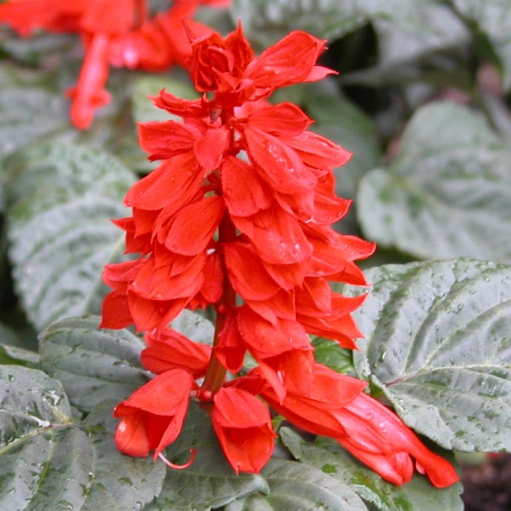 Feuer-Salbei Carambita - Salvia