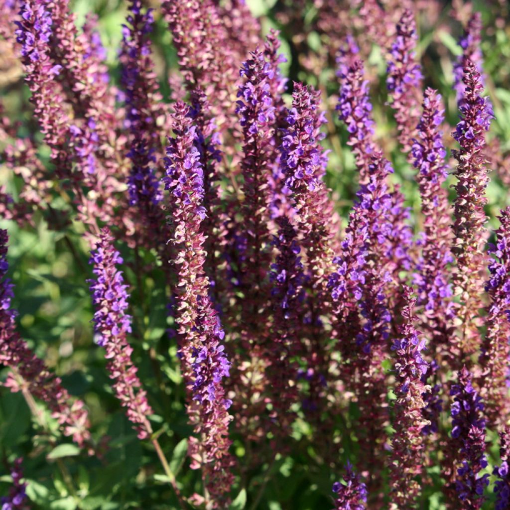 Salvia superba Reine Bleue - Ziersalbei