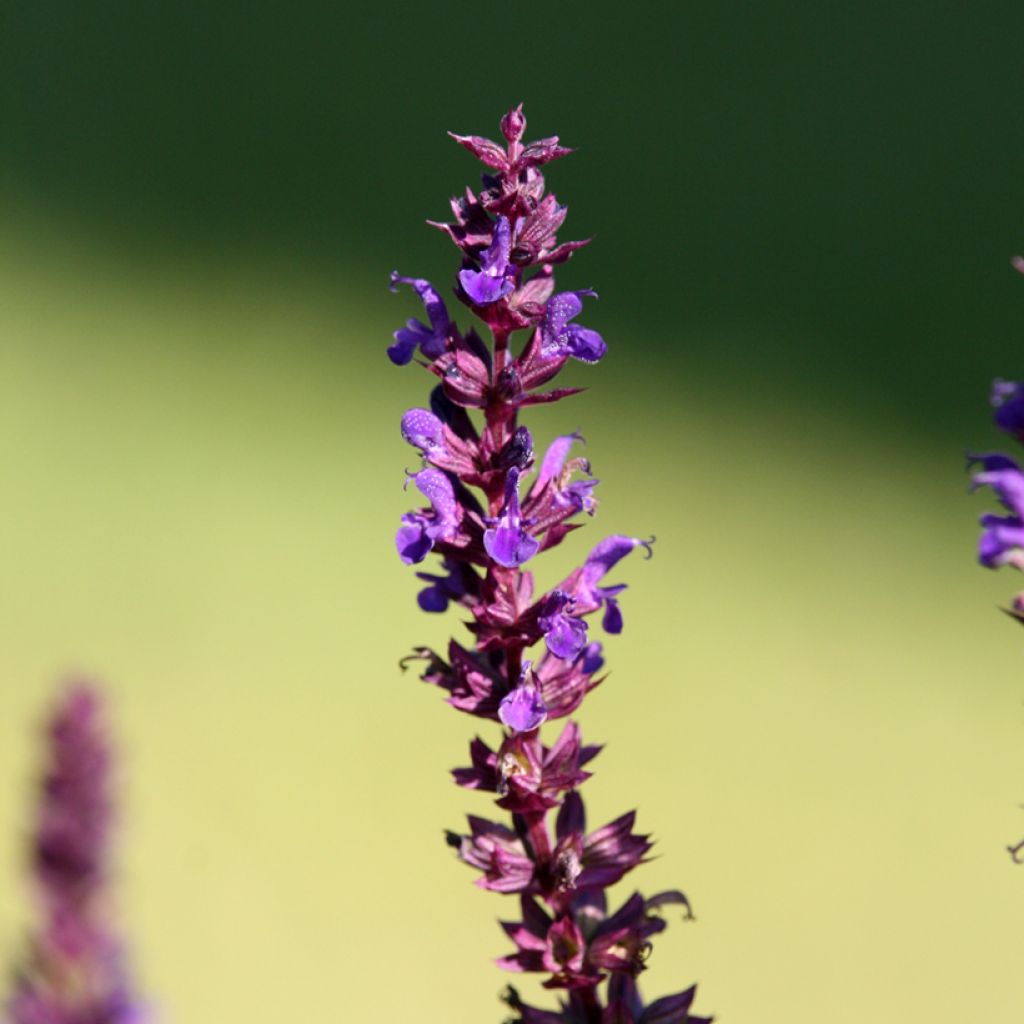 Salvia superba Reine Bleue - Ziersalbei