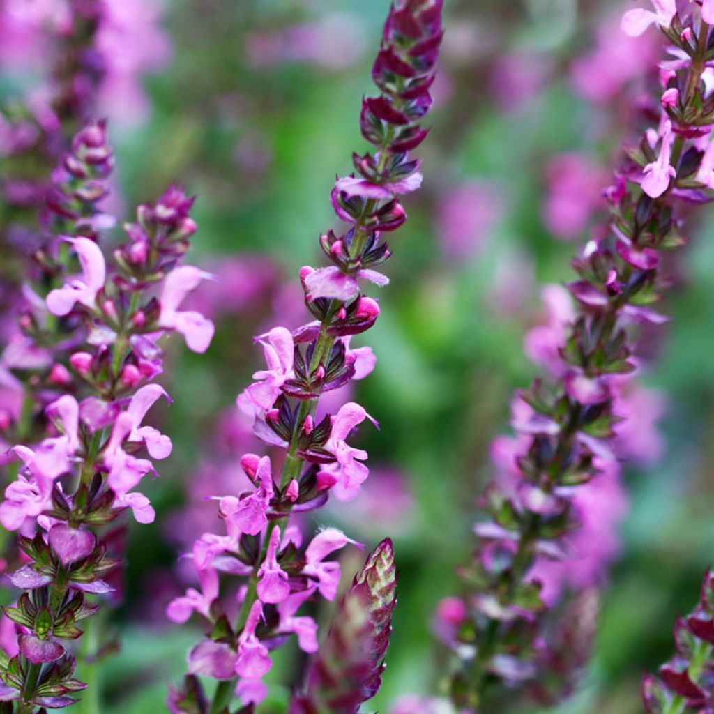 Salvia superba Reine Rose - Ziersalbei