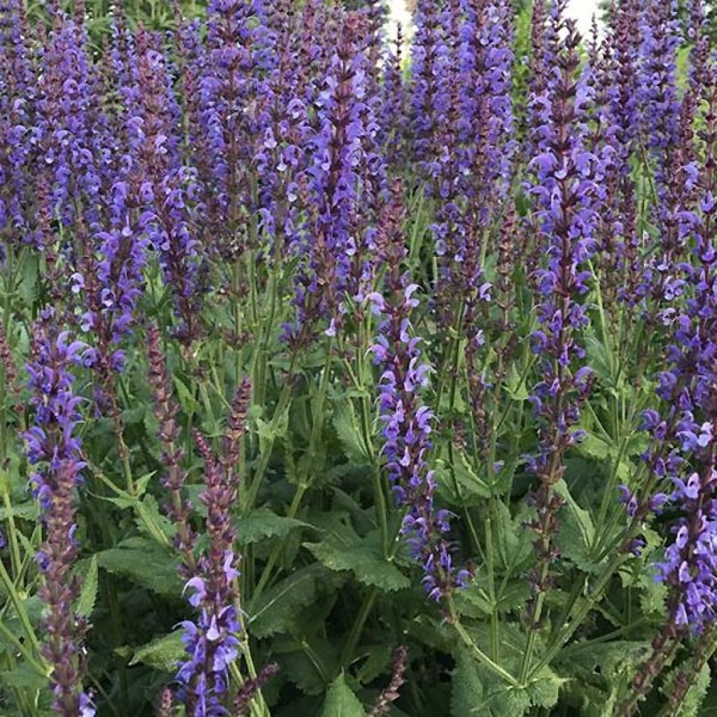 Salvia sylvestris Dear Anja - Steppen-Salbei