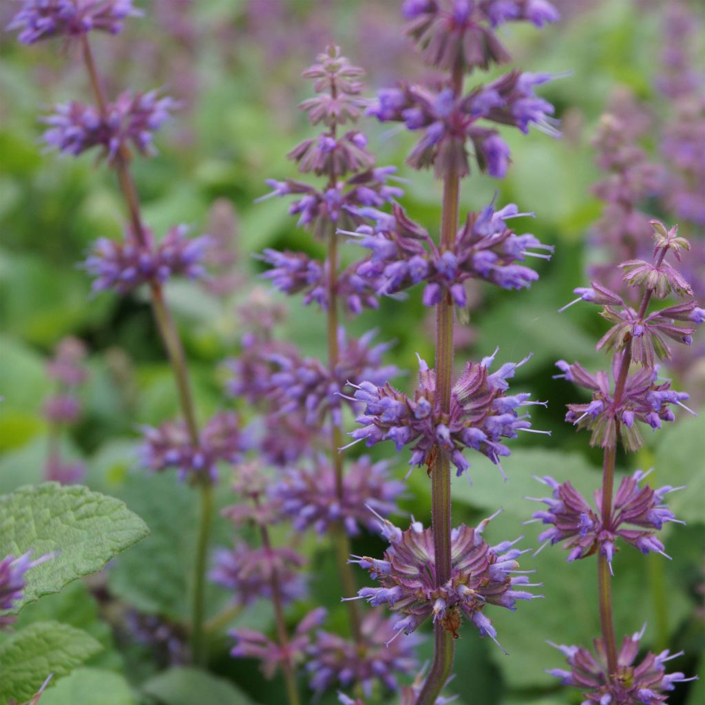 Salvia verticillata Endless Love - Quirlblättriger Salbei