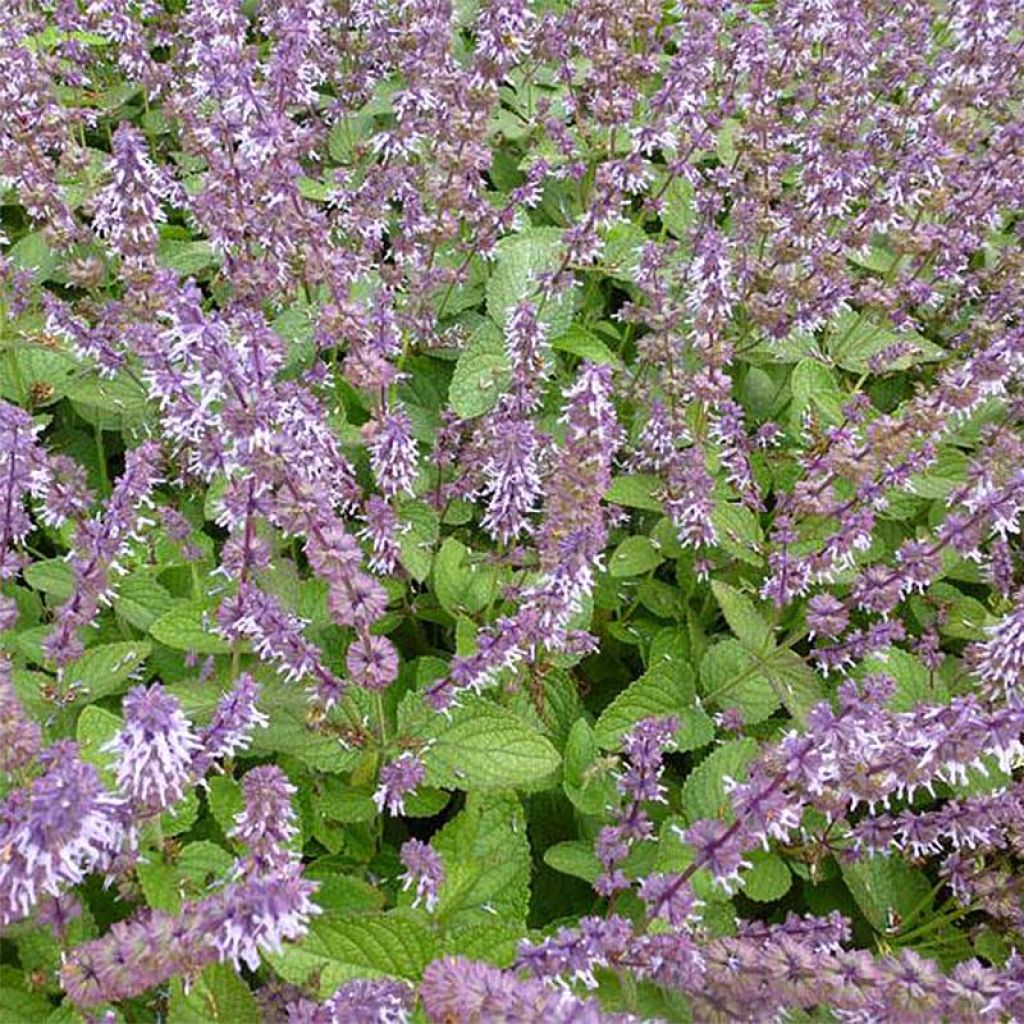 Salvia verticillata Hannay's Blue - Quirlblättriger Salbei