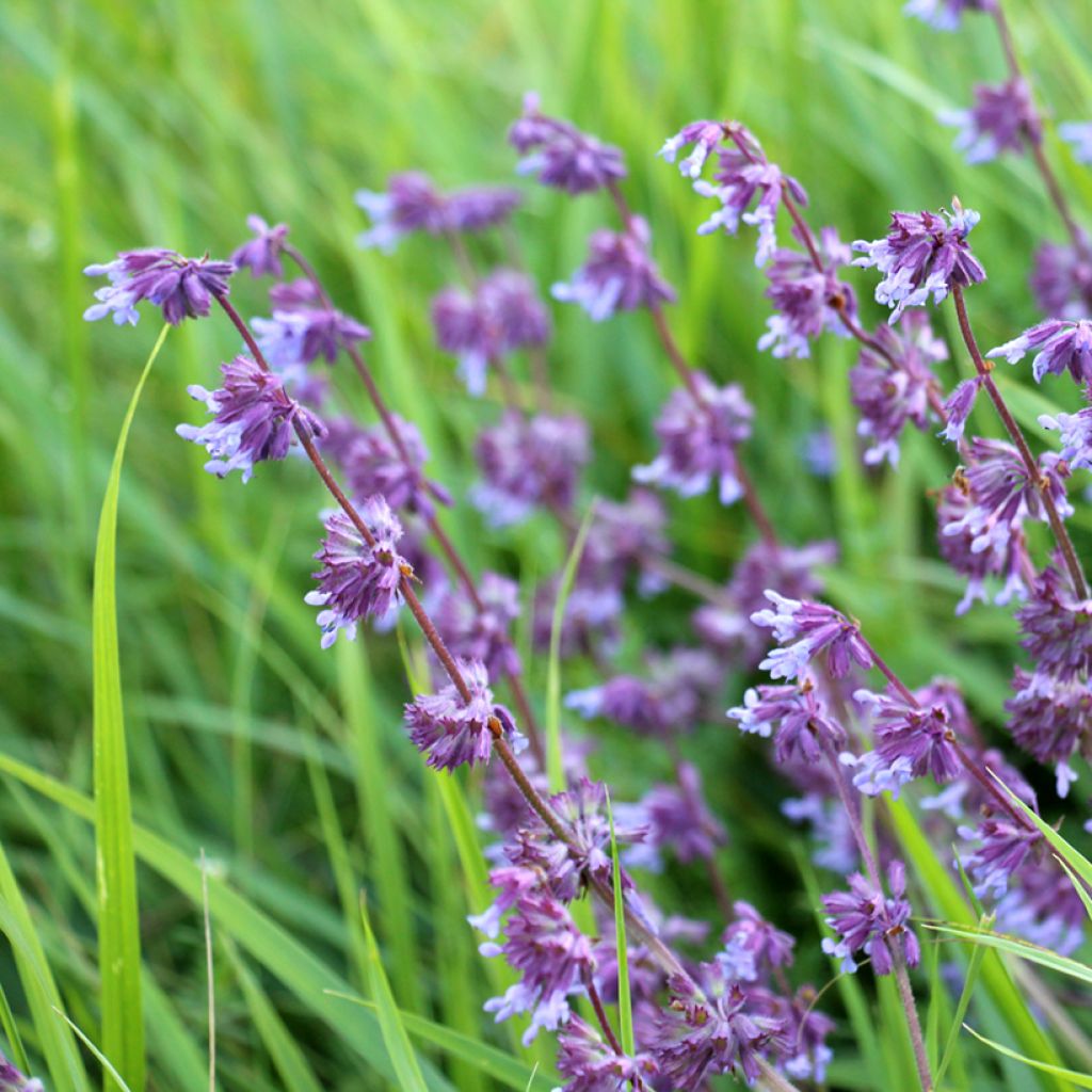 Salvia verticillata Hannay's Blue - Quirlblättriger Salbei