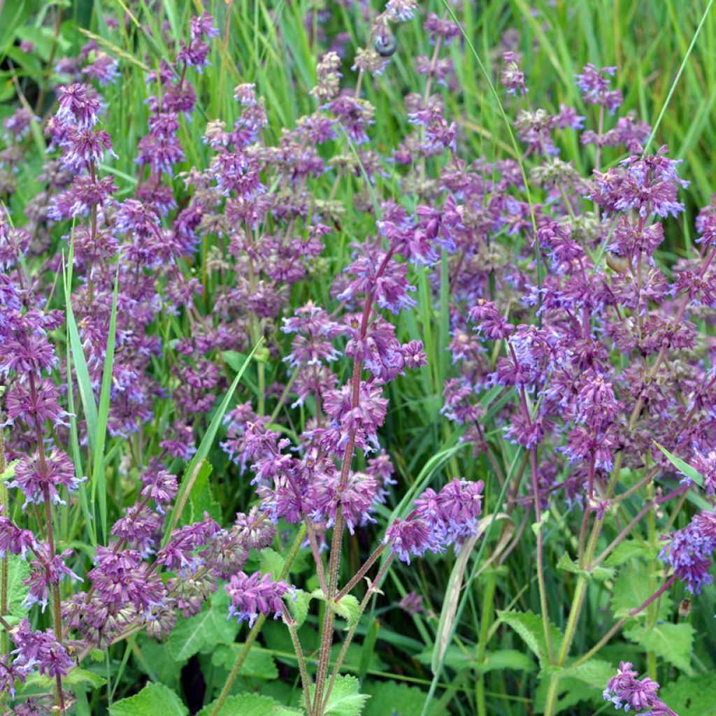 Salvia verticillata Hannay's Blue - Quirlblättriger Salbei