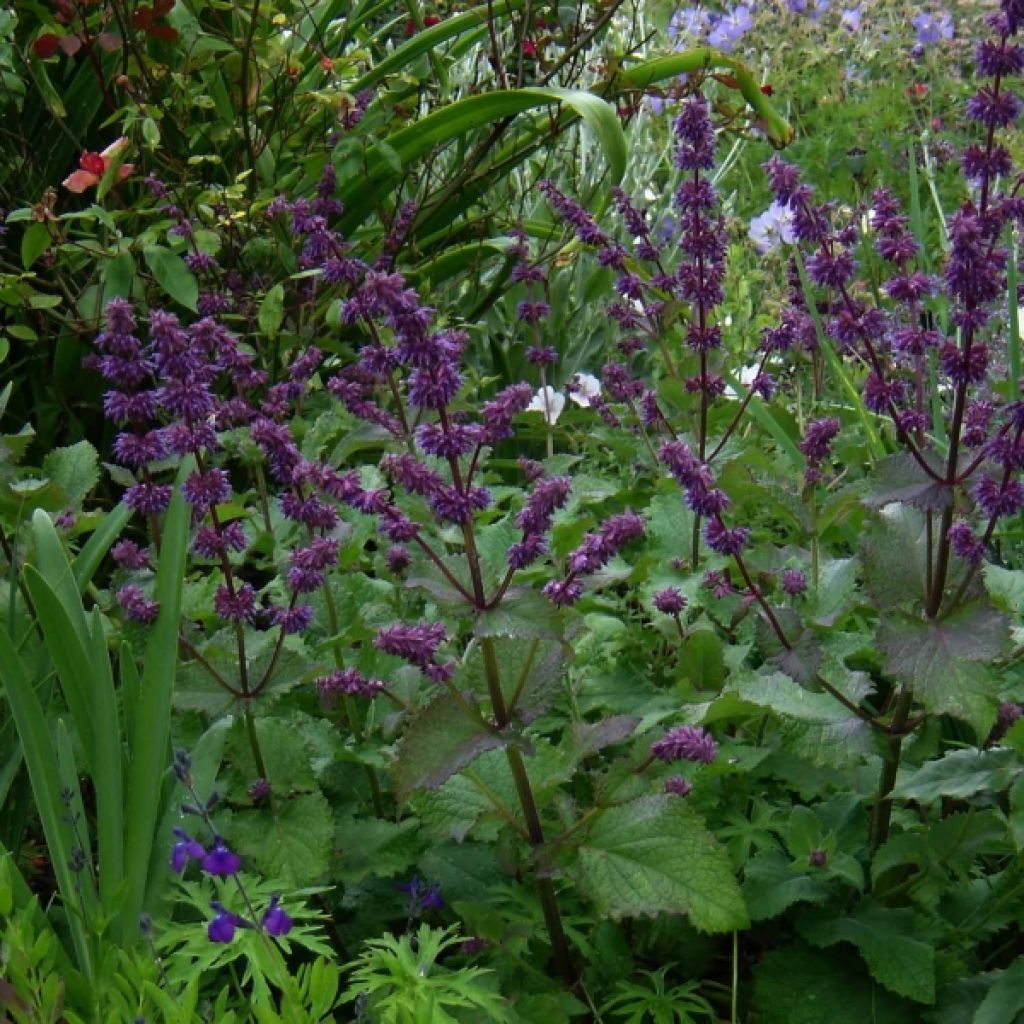 Salvia verticillata Purple Rain - Quirlblättriger Salbei