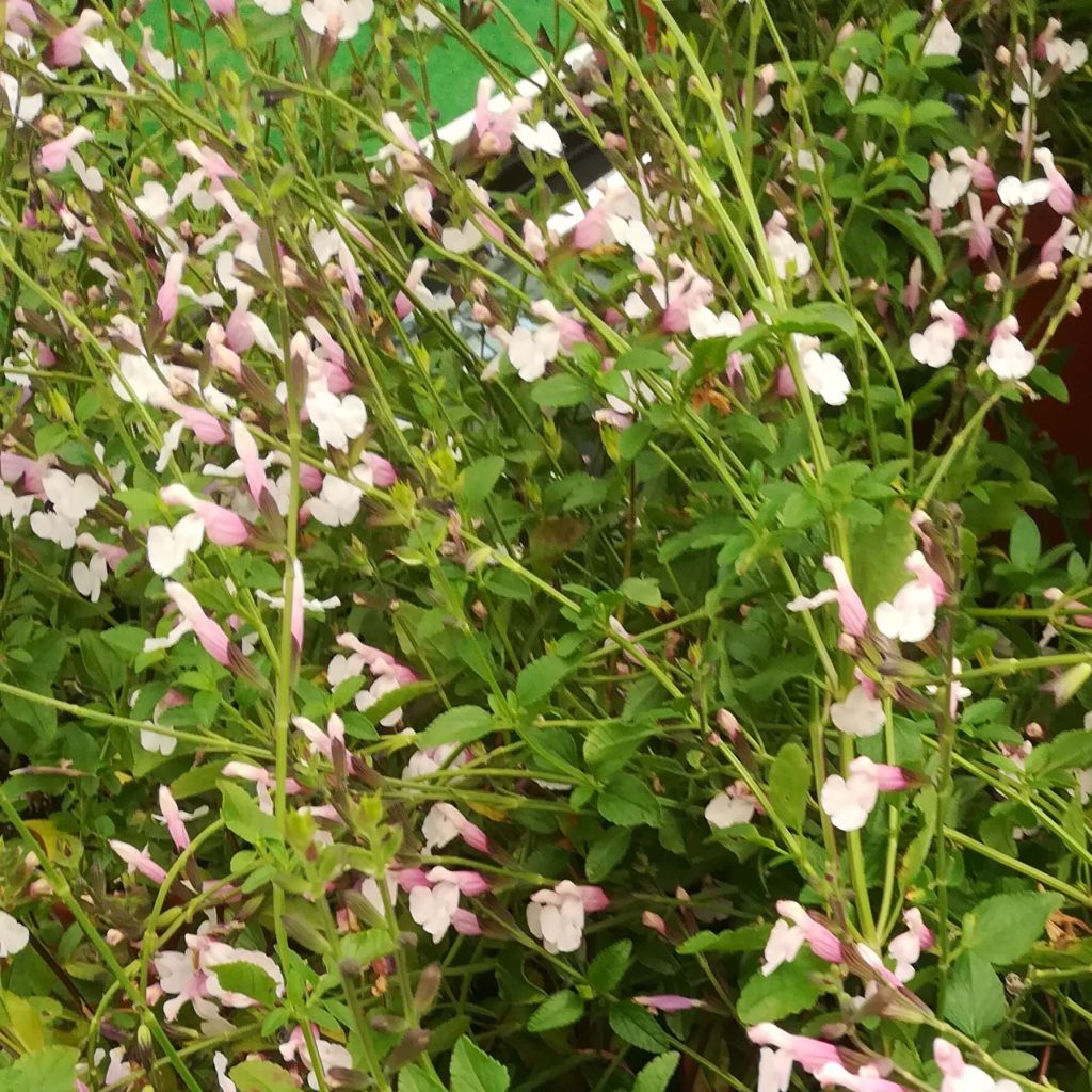 Salvia jamensis Delice Roselilac