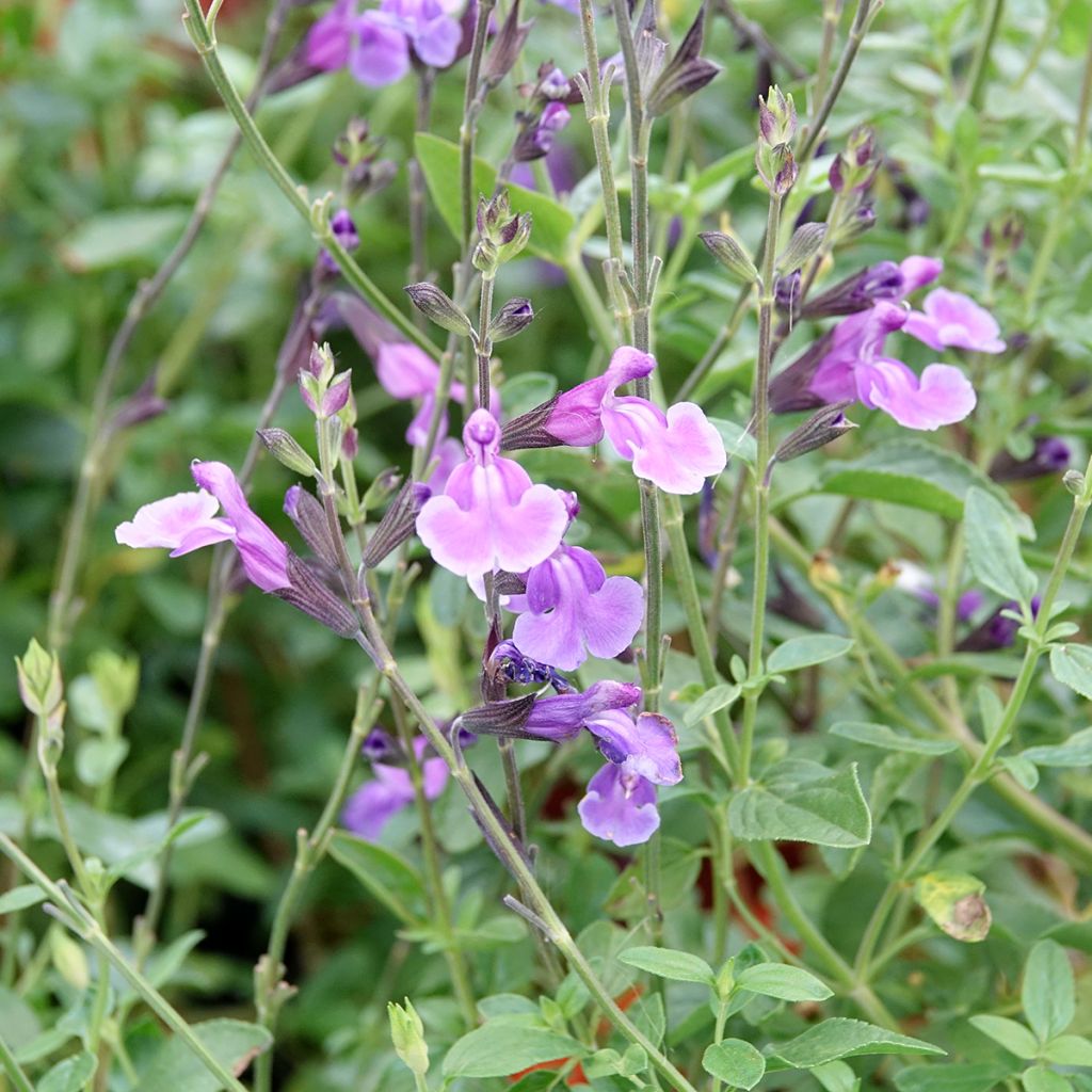 Salvia jamensis Carolus