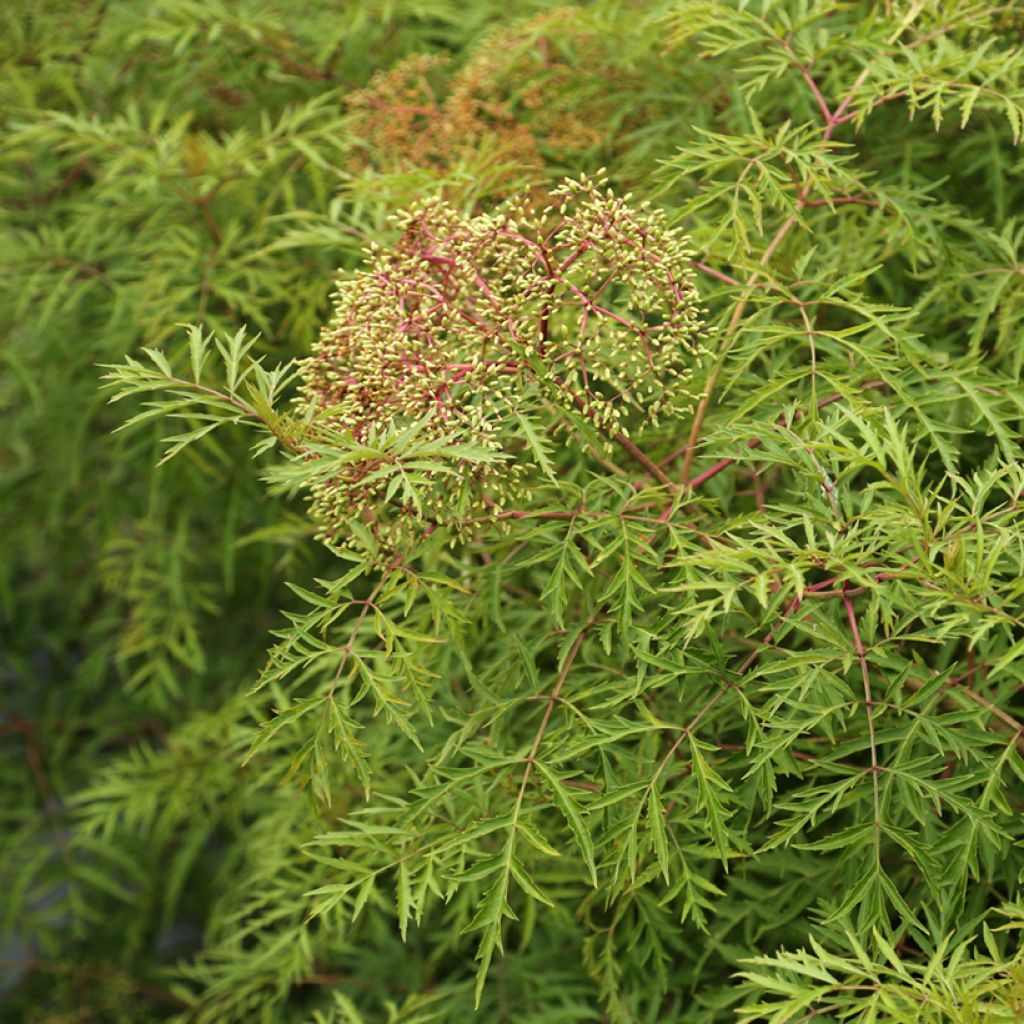 Kanadischer Holunder Acutiloba - Sambucus canadensis 