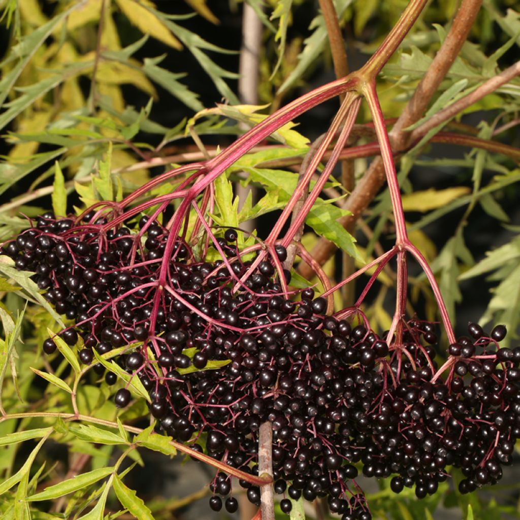 Kanadischer Holunder Acutiloba - Sambucus canadensis 