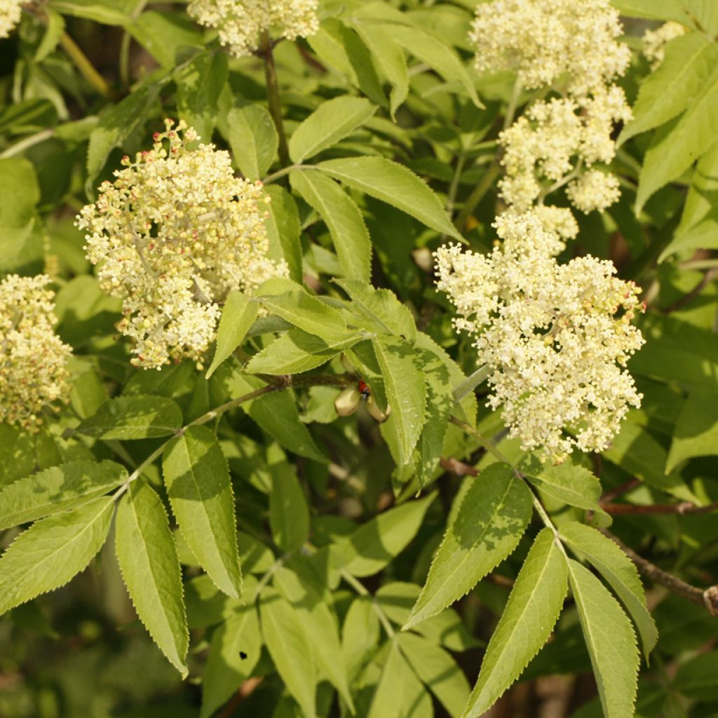 Sambucus miquelii - Japanischer Roter Holunder