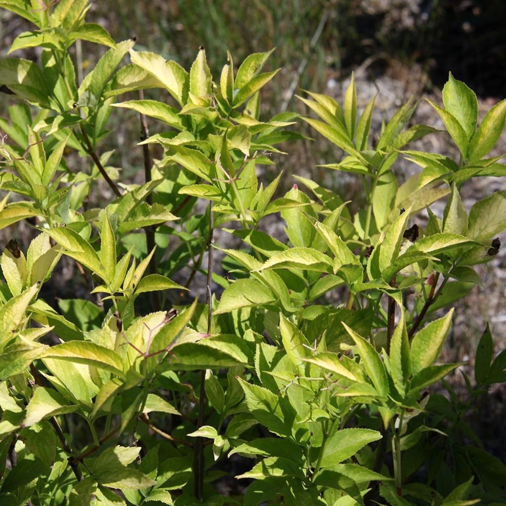 Schwarzer Holunder Aurea - Sambucus nigra