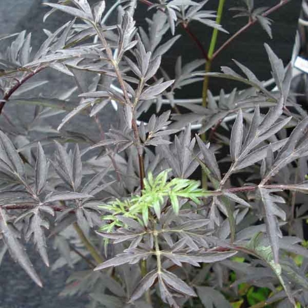 Schwarzer Holunder Black Lace - Sambucus nigra