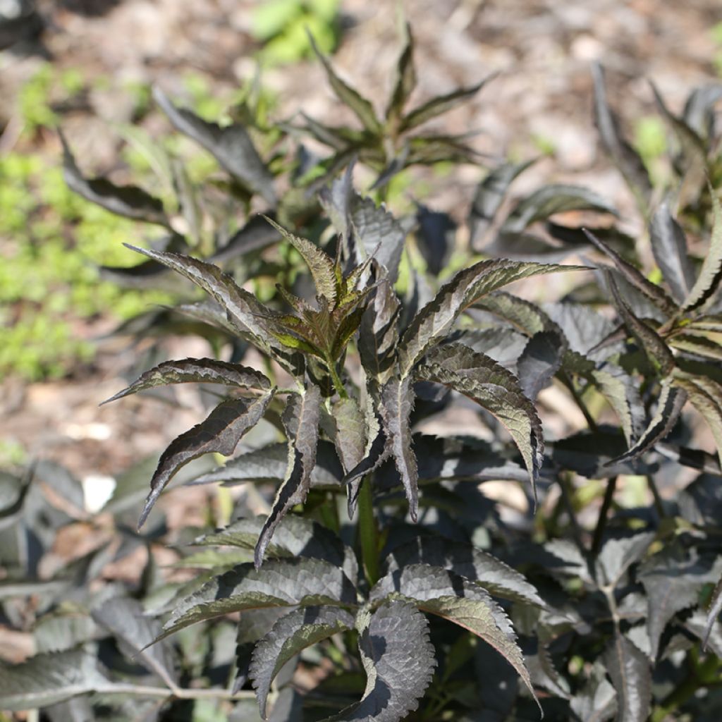 Schwarzer Holunder Blue Sheen - Sambucus nigra