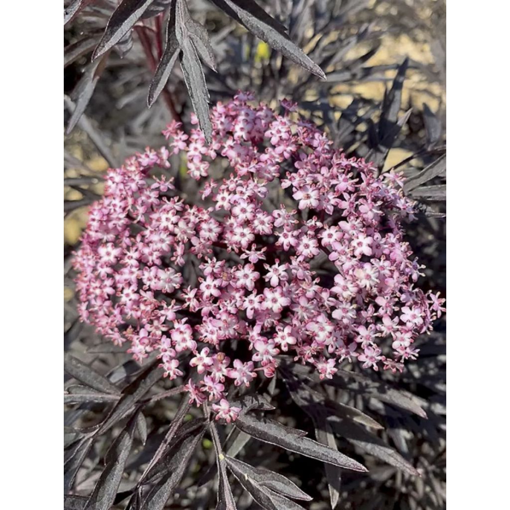 Schwarzer Holunder Cherry Lace - Sambucus nigra