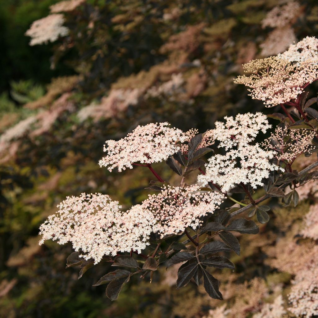 Schwarzer Holunder Guincho Purple - Sambucus nigra