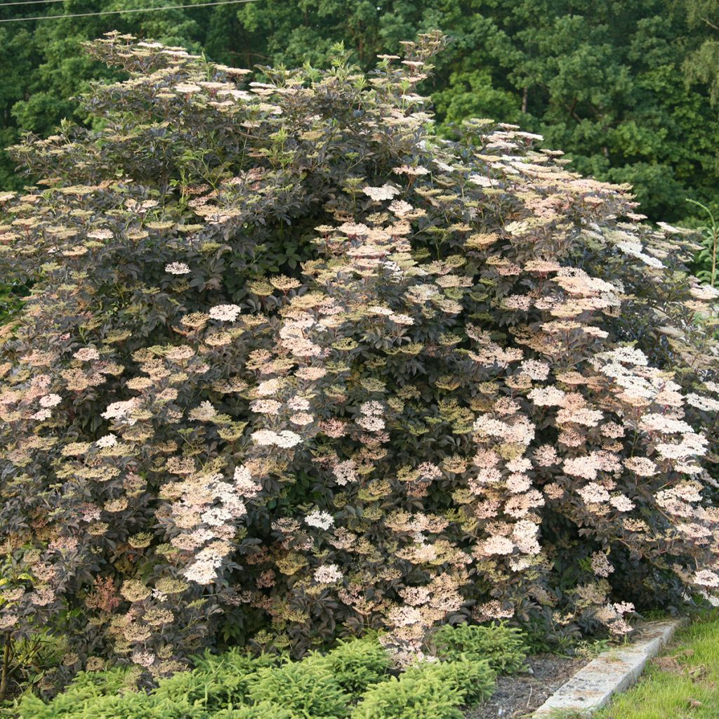 Schwarzer Holunder Guincho Purple - Sambucus nigra