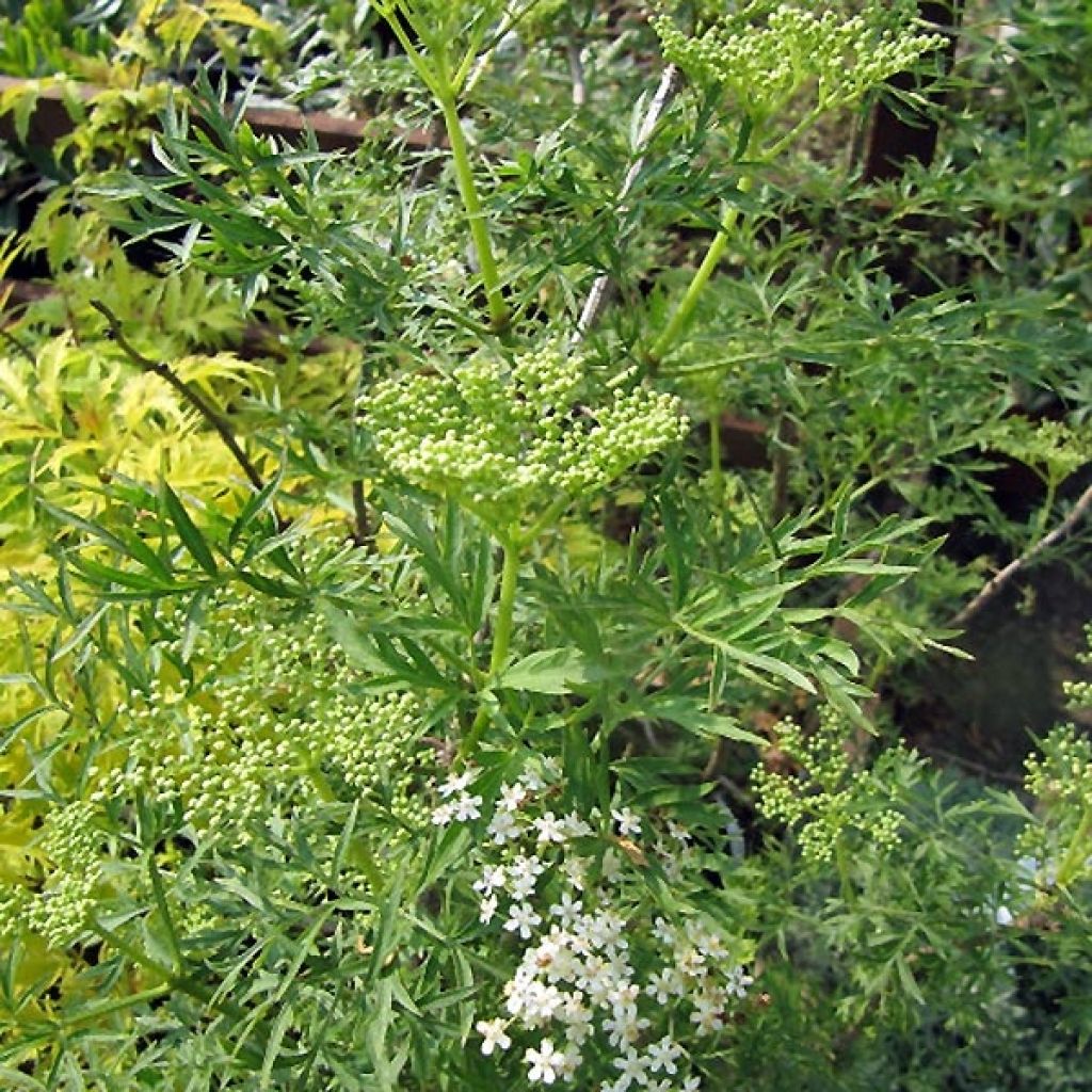 Schwarzer Holunder Laciniata - Sambucus nigra