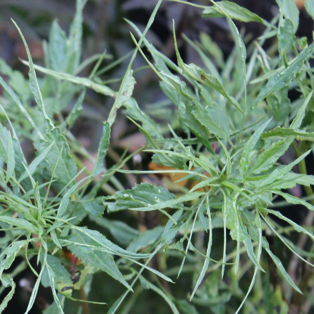 Schwarzer Holunder Linearis - Sambucus nigra