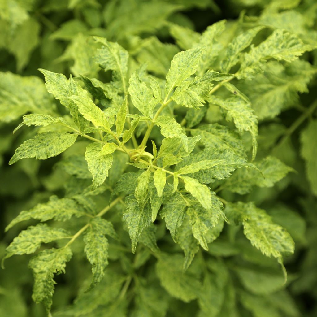 Schwarzer Holunder Luteovariegata - Sambucus nigra