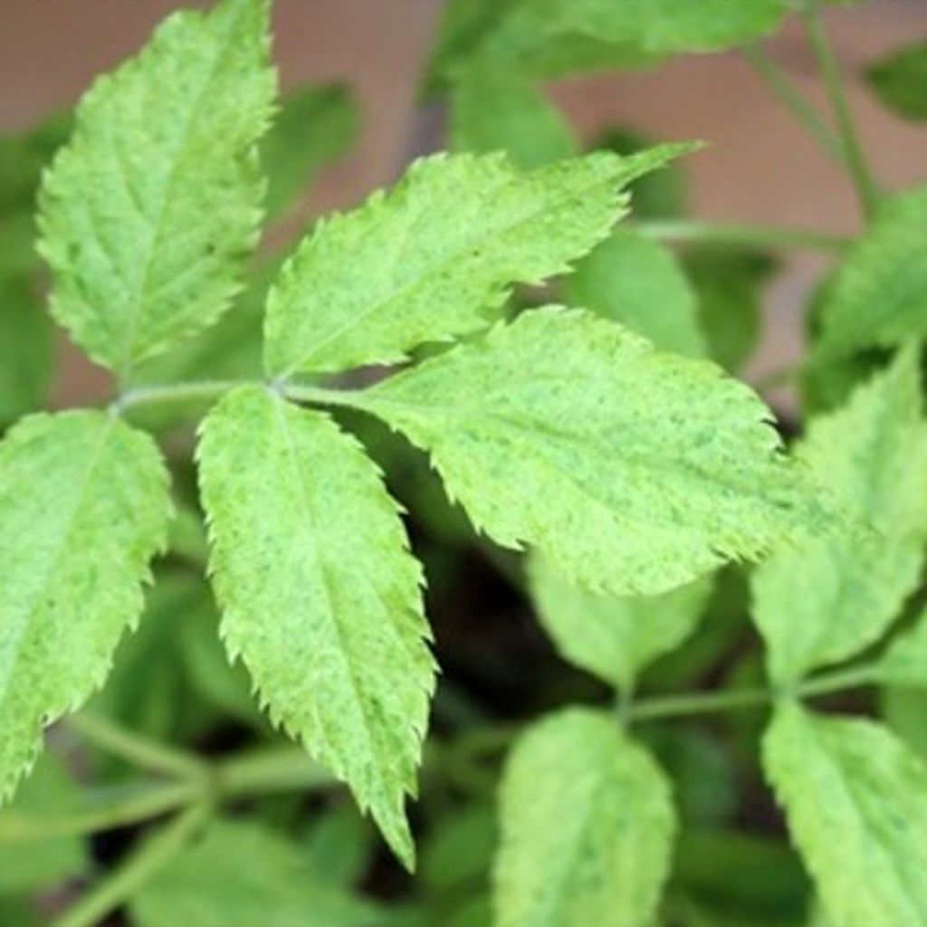 Sureau noir - Sambucus nigra Marion Bull