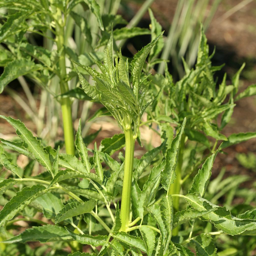 Schwarzer Holunder Monstrosa - Sambucus nigra