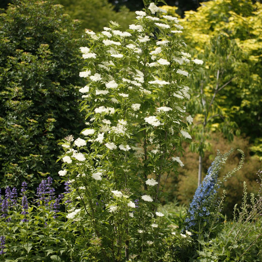 Schwarzer Holunder Obelisk - Sambucus nigra