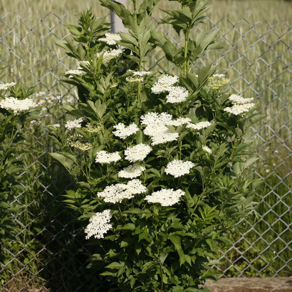 Schwarzer Holunder Obelisk - Sambucus nigra