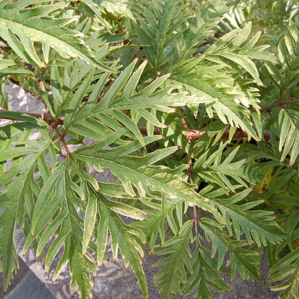 Trauben-Holunder Sutherland Gold - Sambucus racemosa