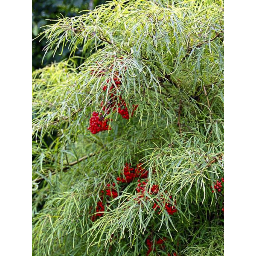 Trauben-Holunder Tenuifolia - Sambucus racemosa