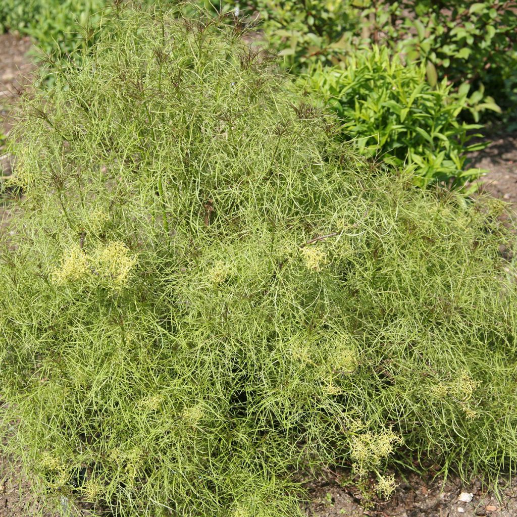 Trauben-Holunder Tenuifolia - Sambucus racemosa