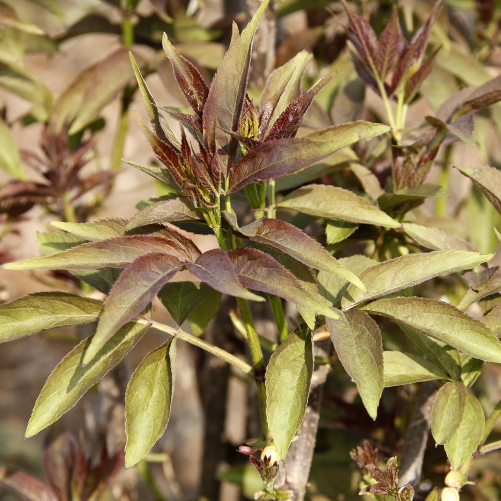 Roter Sachalin-Holunder - Sambucus tigranii