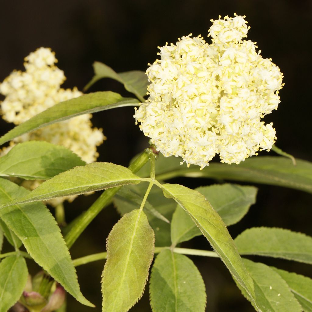 Roter Sachalin-Holunder - Sambucus tigranii