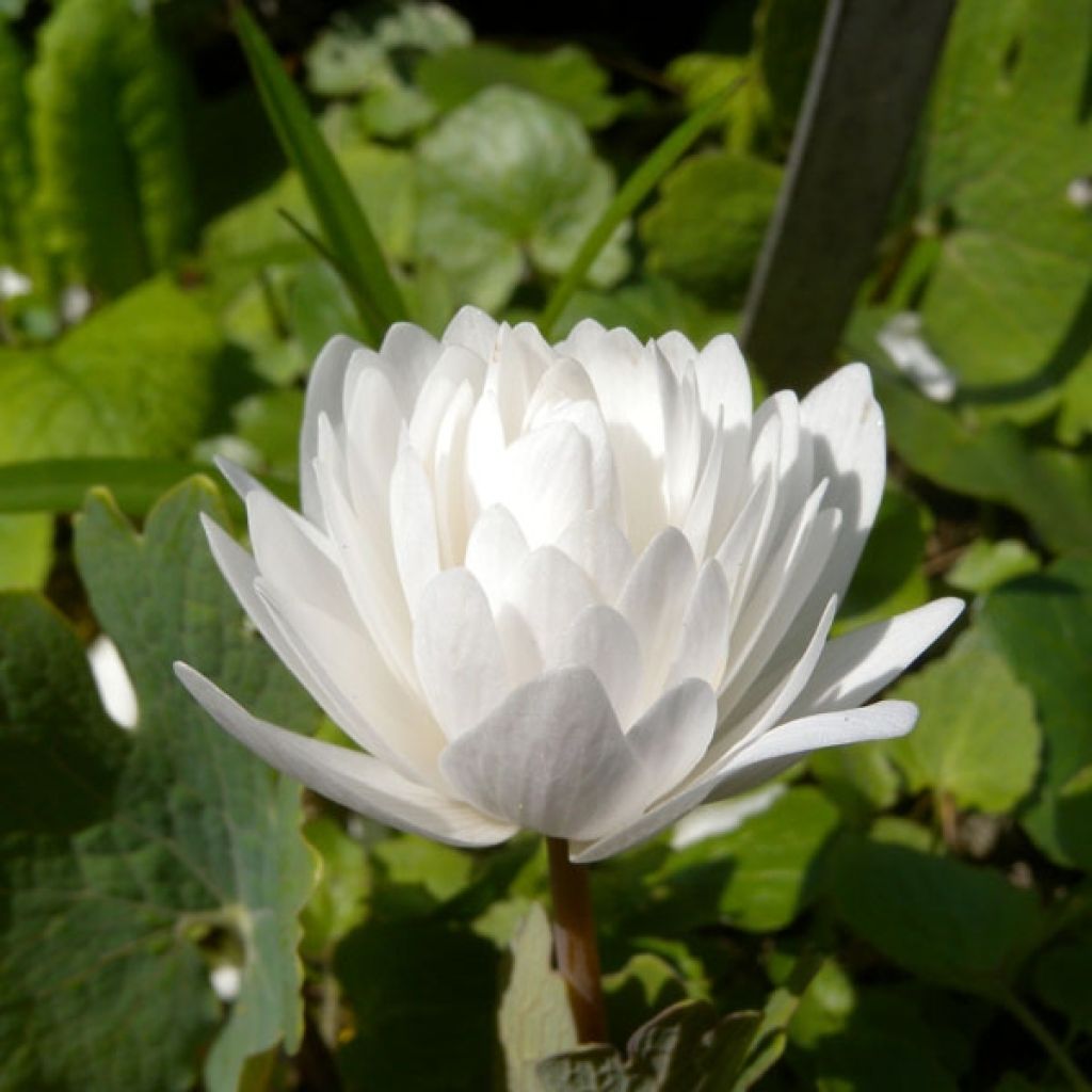 Sanguinaria canadensis Flore Pleno - Blutwurz