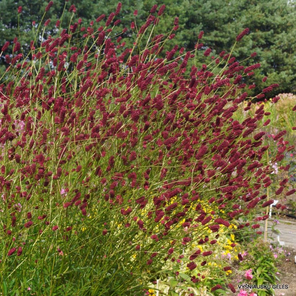 Zierlicher Wiesenknopf Cangshan Cranberry - Sanguisorba tenuifolia