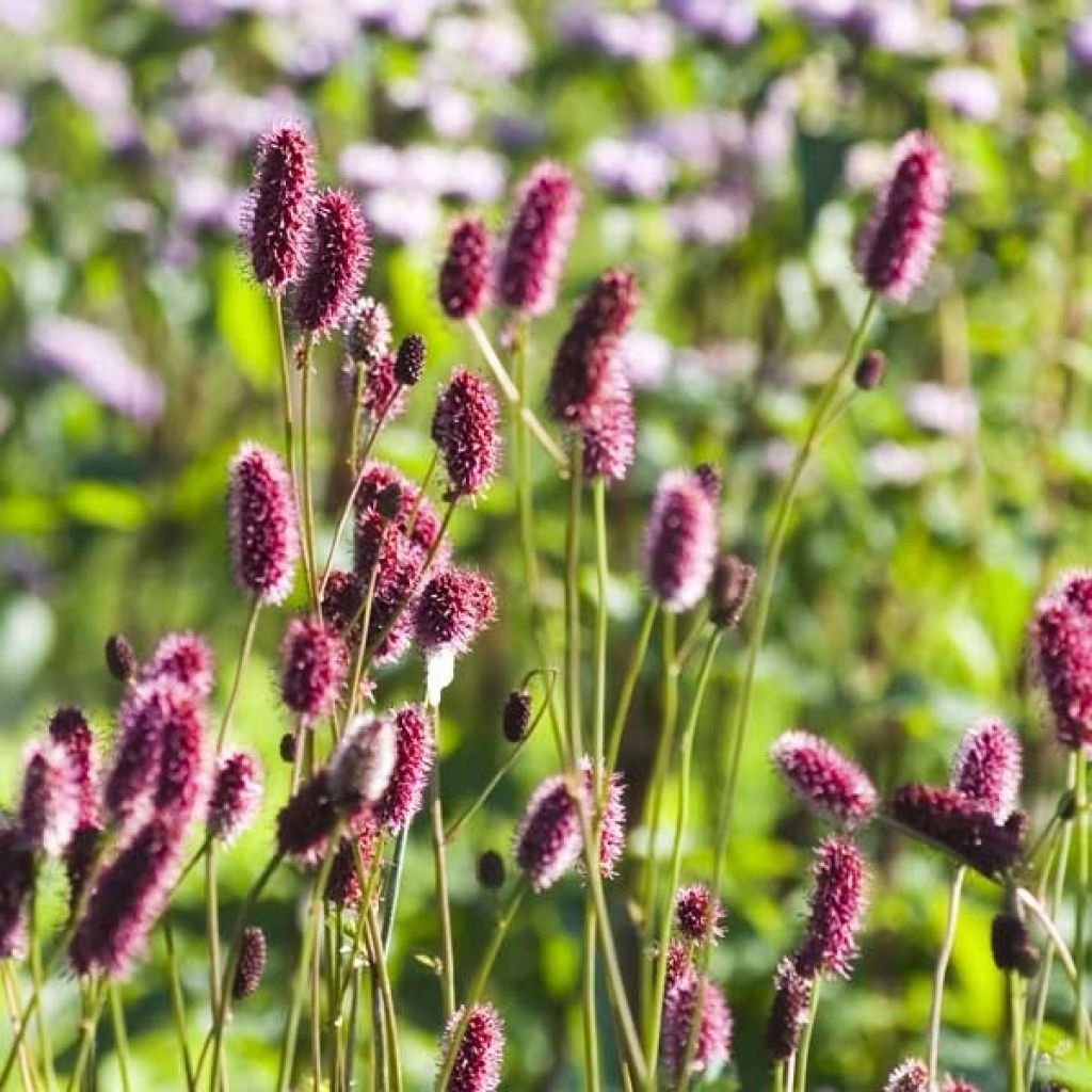 Wiesenknopf - Sanguisorba menziesii