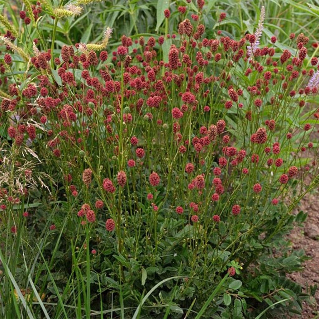 Wiesenknopf Proud Mary - Sanguisorba