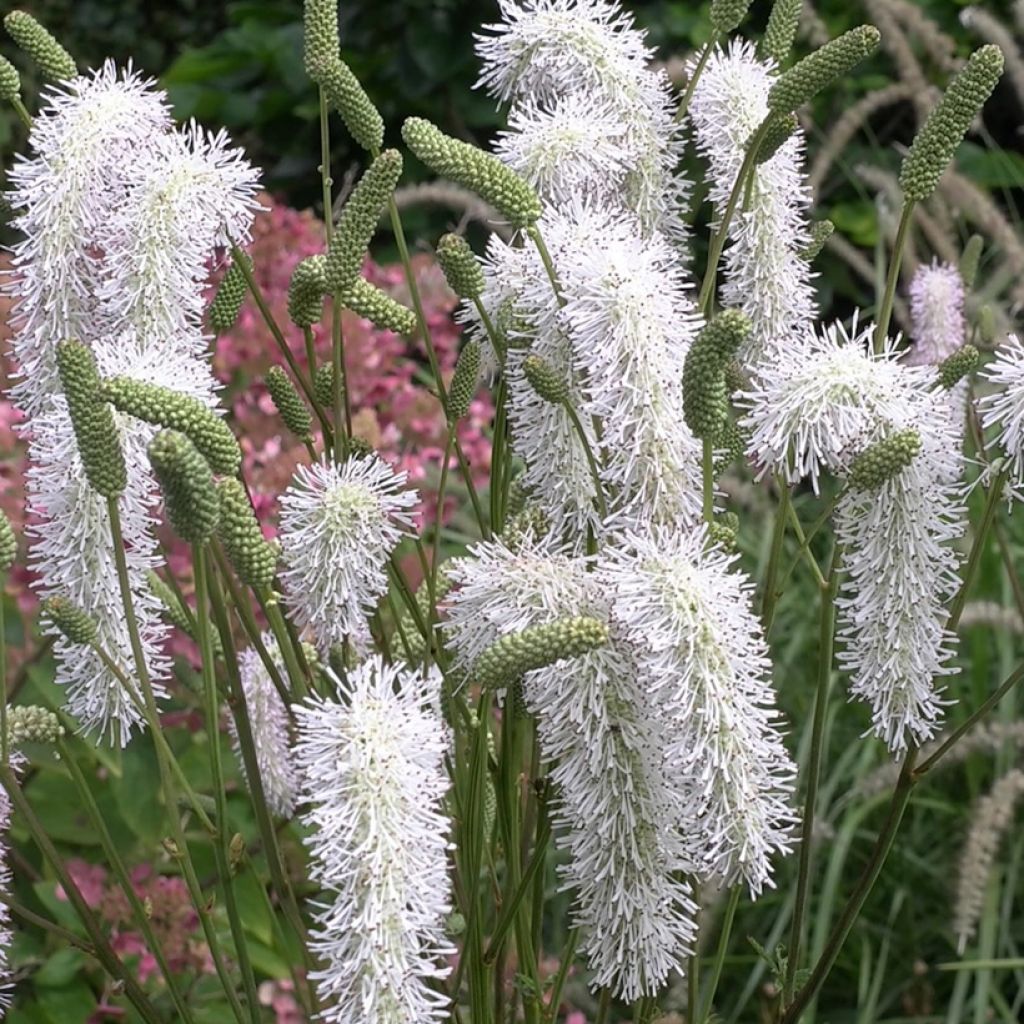 Koreanischer Wiesenknopf White Brushes - Sanguisorba hakusanensis