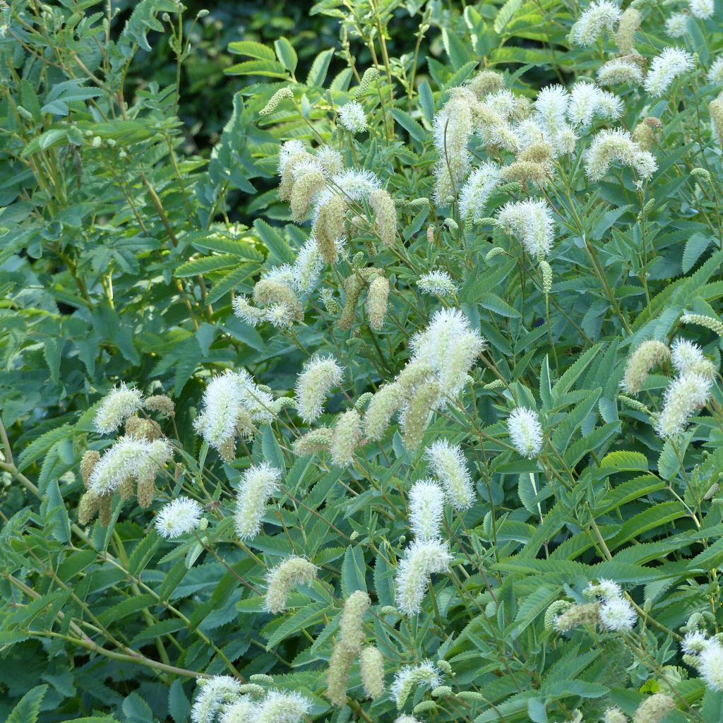 Kanadischer Wiesenknopf - Sanguisorba canadensis