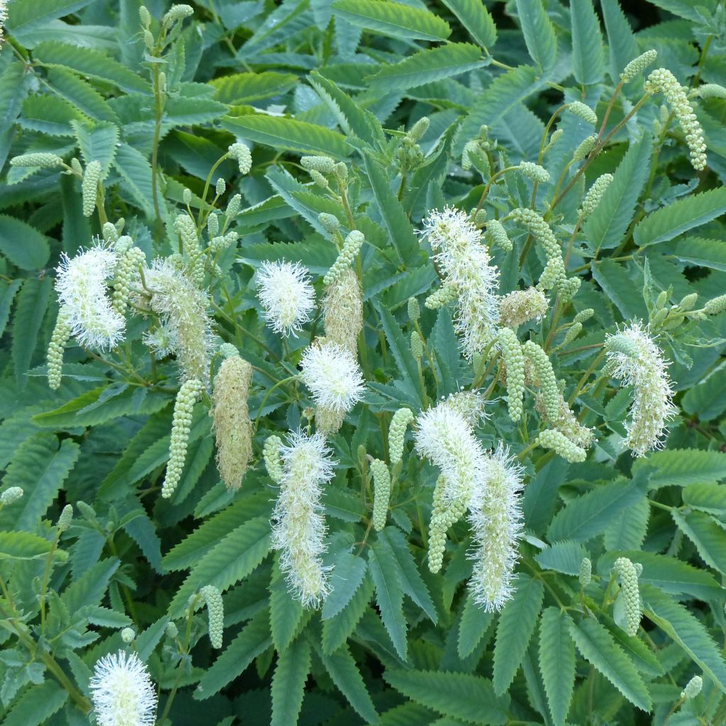 Kanadischer Wiesenknopf - Sanguisorba canadensis