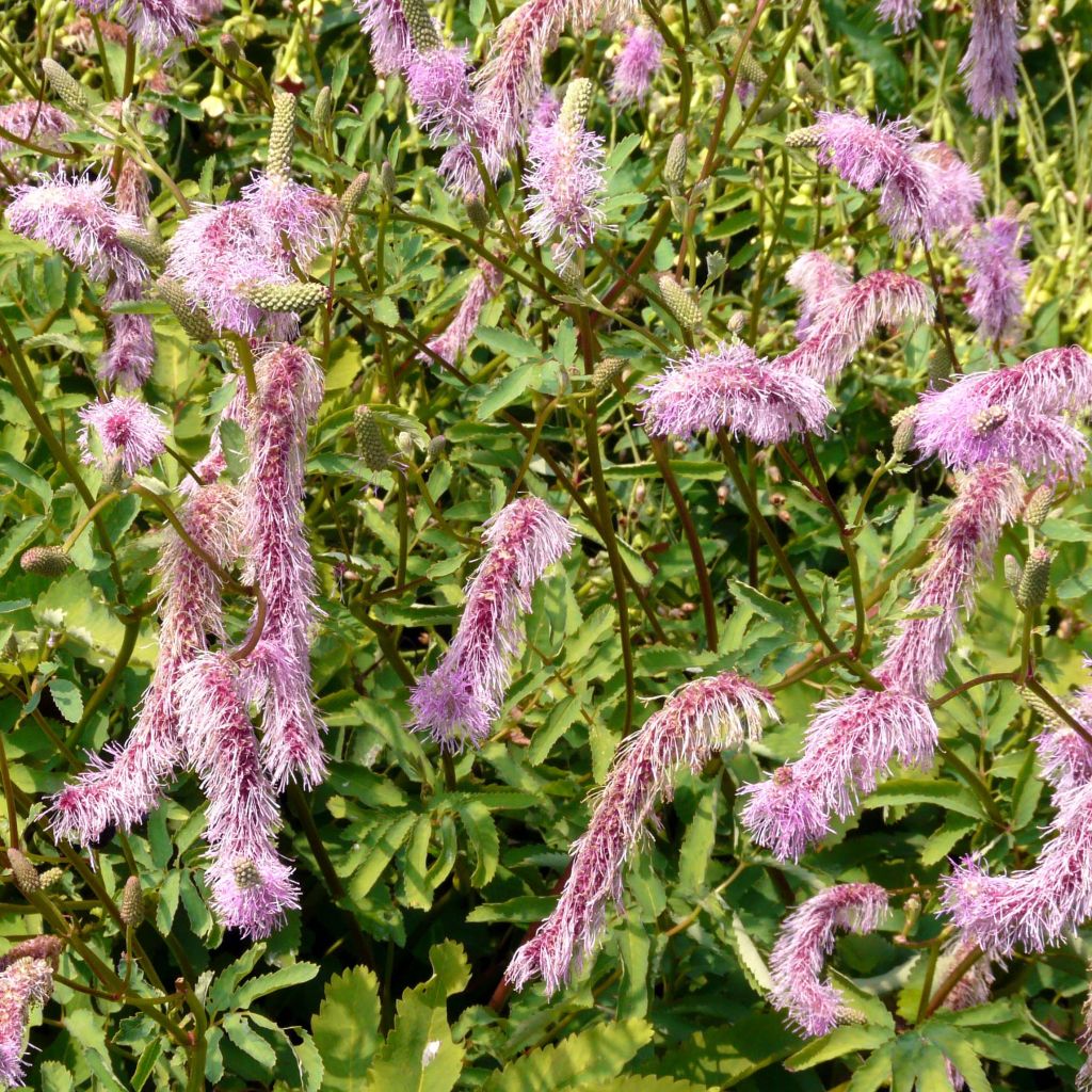 Koreanischer Wiesenknopf - Sanguisorba hakusanensis