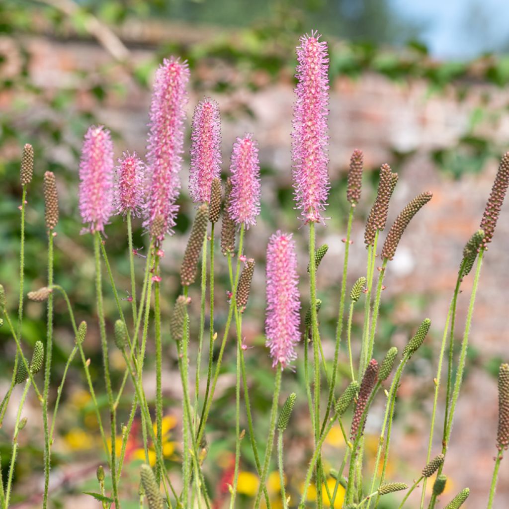 Koreanischer Wiesenknopf - Sanguisorba hakusanensis